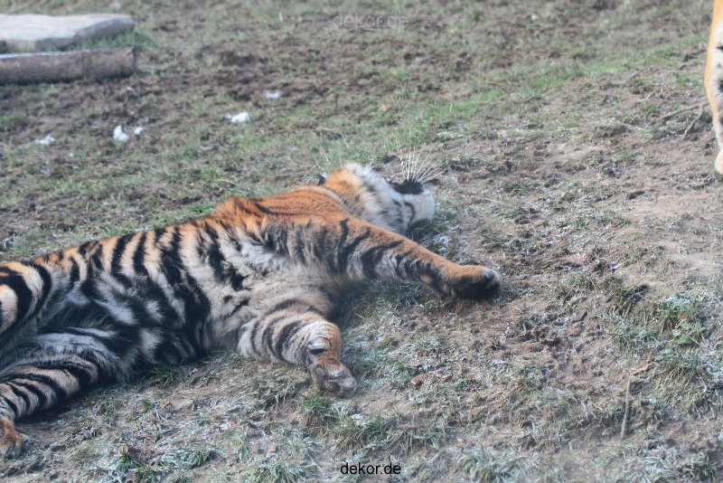 zoo-wuppertal-tschuna-daseep-13-151