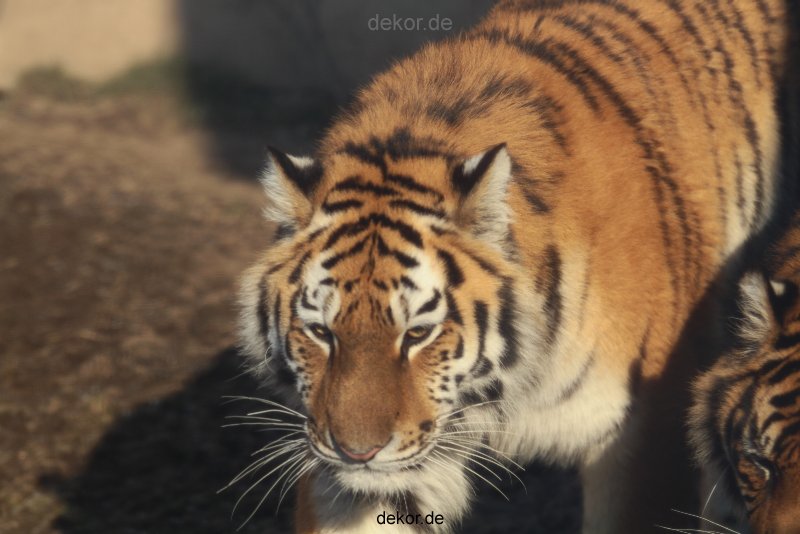 zoo-wuppertal-tschuna-daseep-14-001