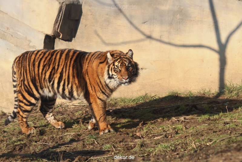 zoo-wuppertal-tschuna-daseep-14-007