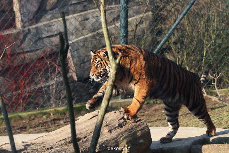 zoo-wuppertal-tschuna-daseep-14-015