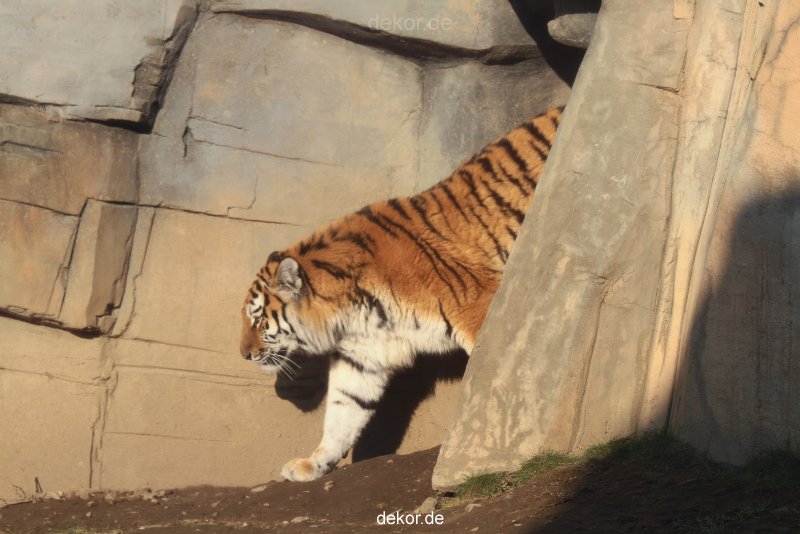 zoo-wuppertal-tschuna-daseep-14-023