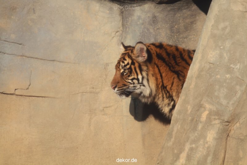 zoo-wuppertal-tschuna-daseep-14-033