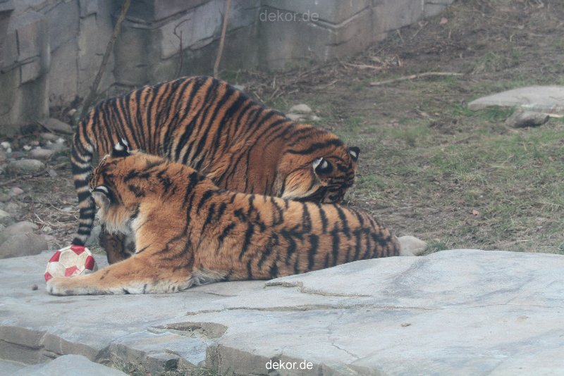 zoo-wuppertal-tschuna-daseep-14-068