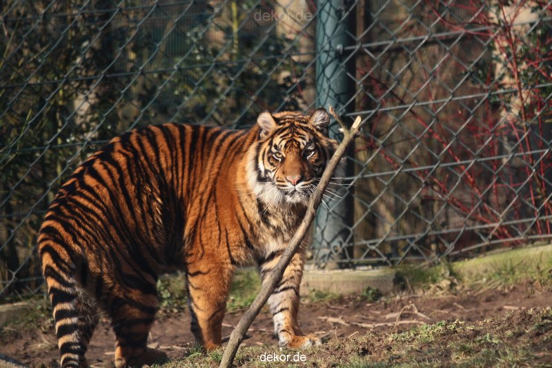 zoo-wuppertal-tschuna-daseep-14-074