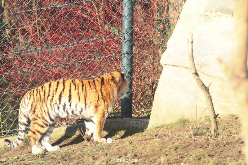 zoo-wuppertal-tschuna-daseep-14-094
