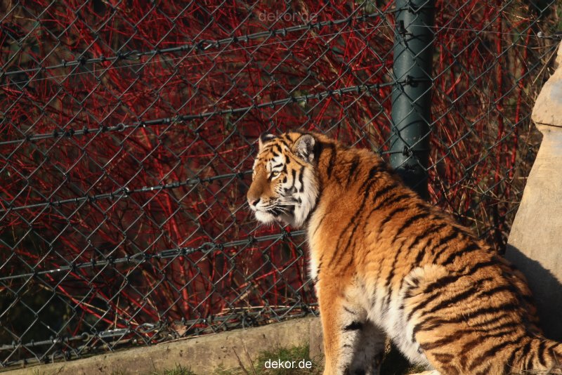 zoo-wuppertal-tschuna-daseep-14-111