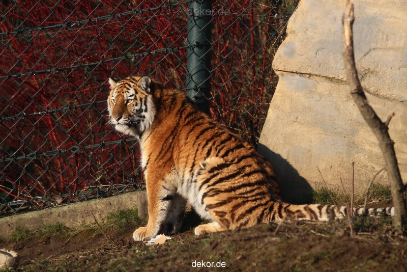 zoo-wuppertal-tschuna-daseep-14-113