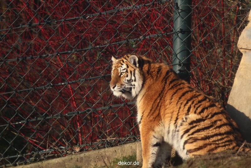 zoo-wuppertal-tschuna-daseep-14-115