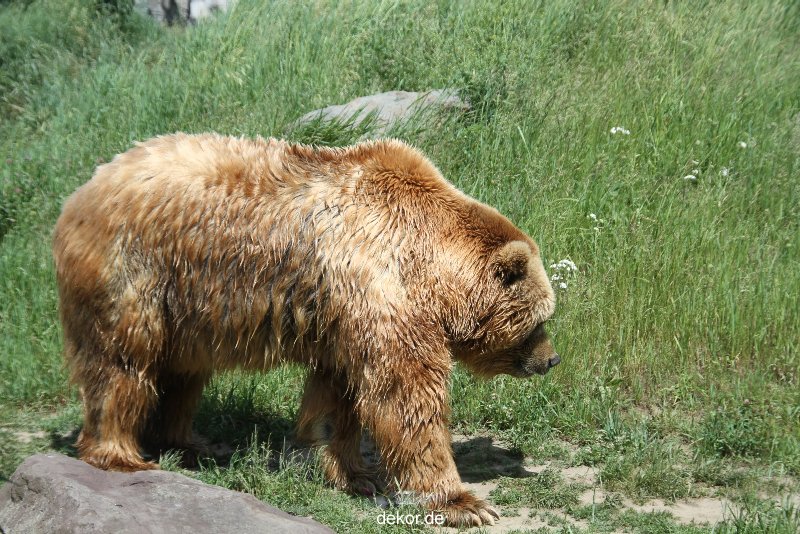 zoom-erlebniswelt-alaska-braunbaeren-002