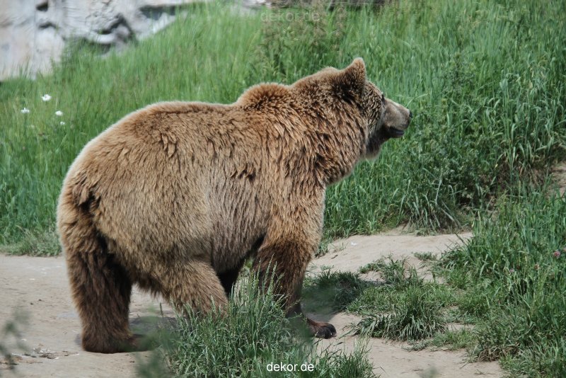 zoom-erlebniswelt-alaska-braunbaeren-005