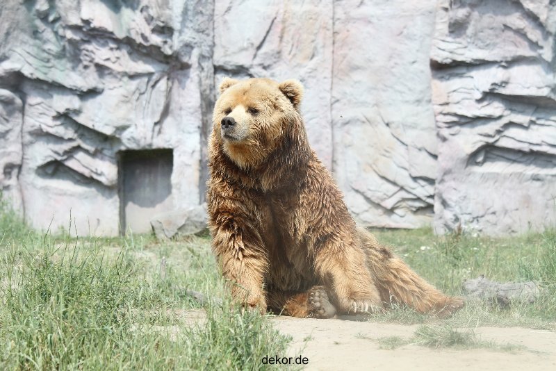 zoom-erlebniswelt-alaska-braunbaeren-013