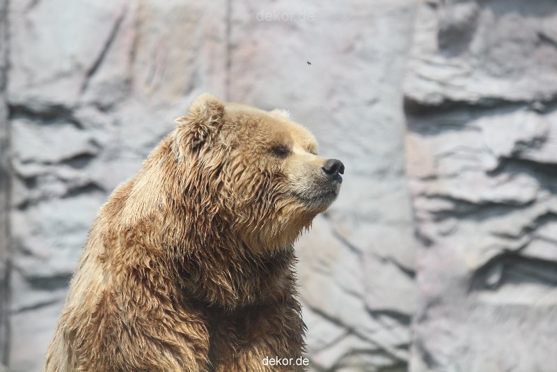 zoom-erlebniswelt-alaska-braunbaeren-014