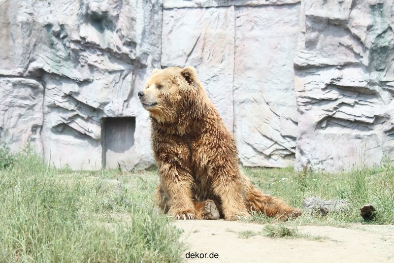 zoom-erlebniswelt-alaska-braunbaeren-015