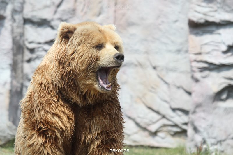 zoom-erlebniswelt-alaska-braunbaeren-019