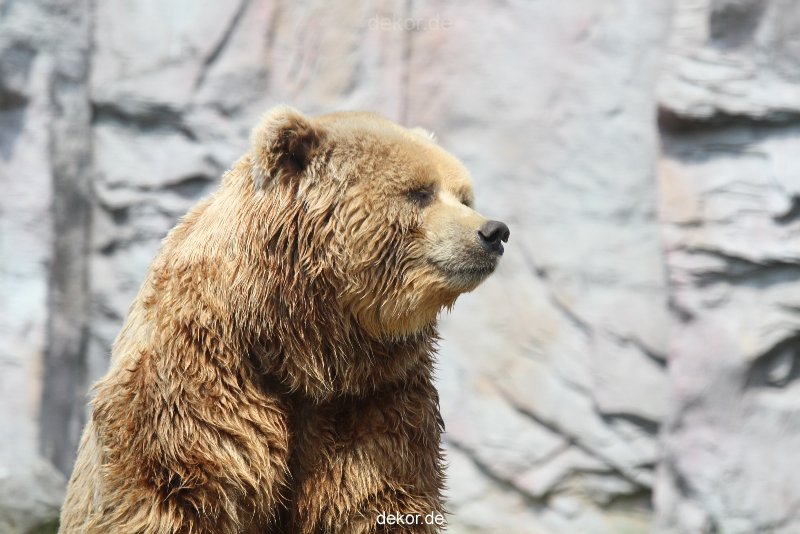 zoom-erlebniswelt-alaska-braunbaeren-020