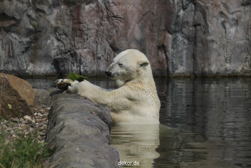 zoom-erlebniswelt-alaska-eisbaeren-002