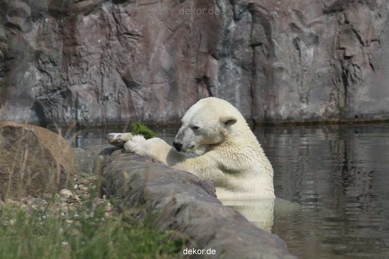 zoom-erlebniswelt-alaska-eisbaeren-003
