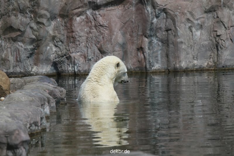 zoom-erlebniswelt-alaska-eisbaeren-006