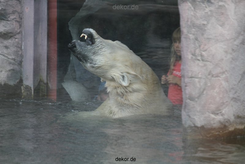 zoom-erlebniswelt-alaska-eisbaeren-009