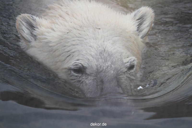 zoom-erlebniswelt-alaska-eisbaeren-010