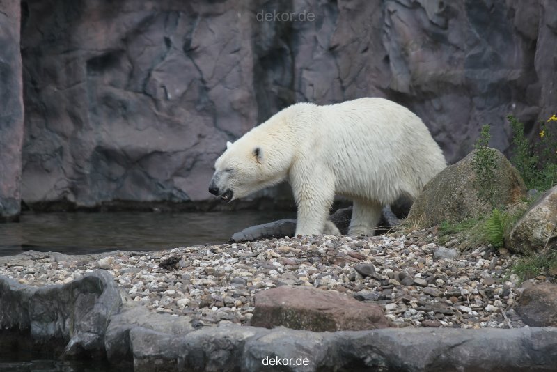 zoom-erlebniswelt-alaska-eisbaeren-011