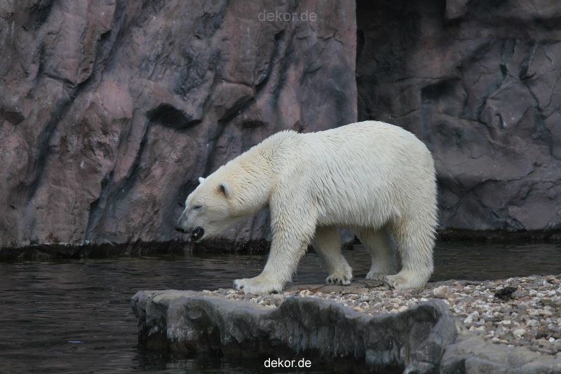 zoom-erlebniswelt-alaska-eisbaeren-012