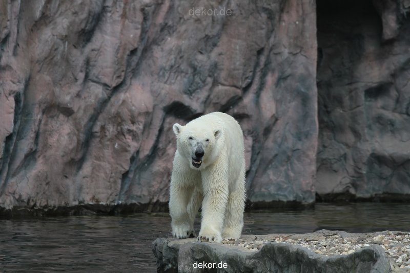zoom-erlebniswelt-alaska-eisbaeren-013