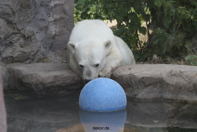 zoom-erlebniswelt-alaska-eisbaeren-015