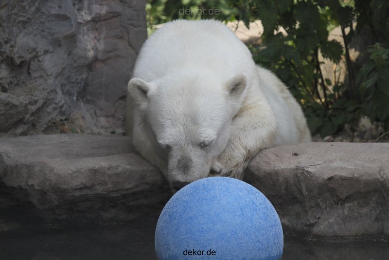 zoom-erlebniswelt-alaska-eisbaeren-016