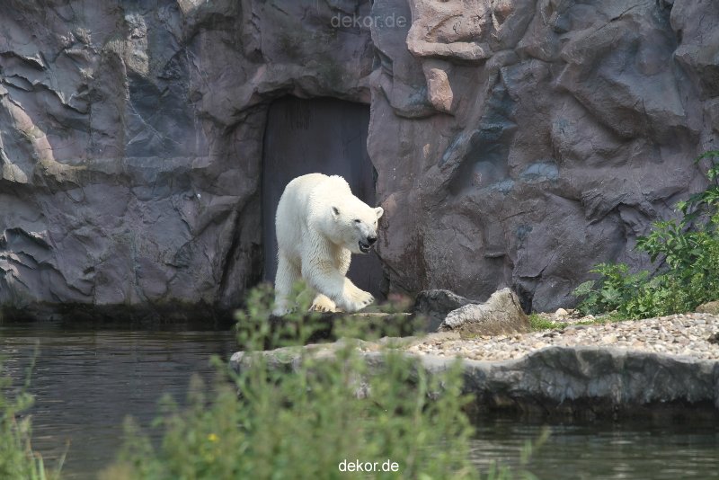 zoom-erlebniswelt-alaska-eisbaeren-018