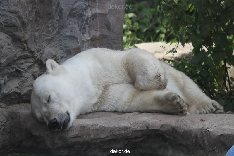 zoom-erlebniswelt-alaska-eisbaeren-021