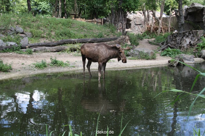zoom-erlebniswelt-alaska-elche-002