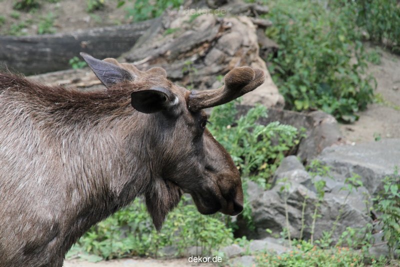 zoom-erlebniswelt-alaska-elche-004