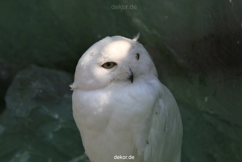 zoom-erlebniswelt-alaska-eulen-001