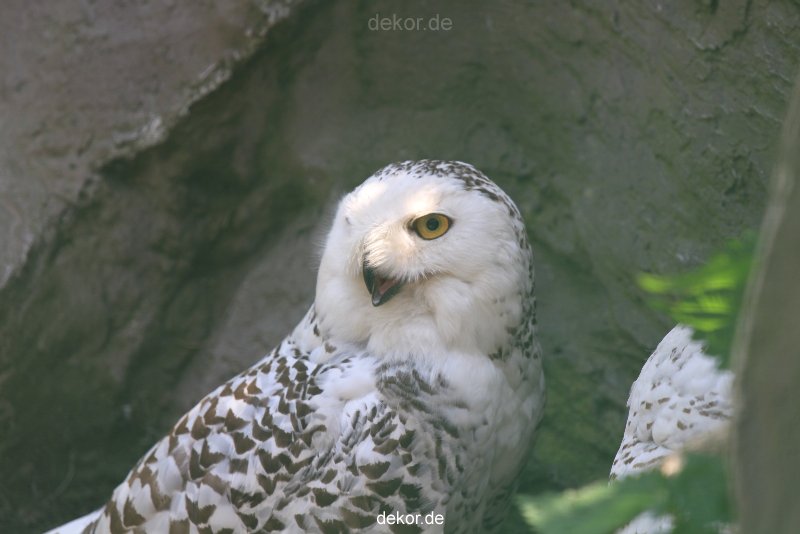 zoom-erlebniswelt-alaska-eulen-002