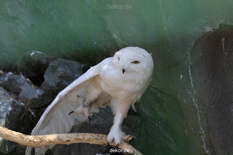 zoom-erlebniswelt-alaska-eulen-006