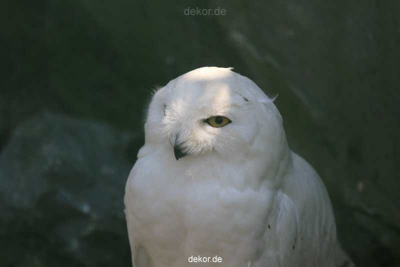 zoom-erlebniswelt-alaska-eulen-007