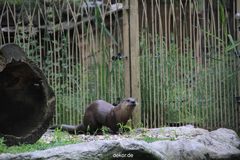 zoom-erlebniswelt-alaska-fischotter-002