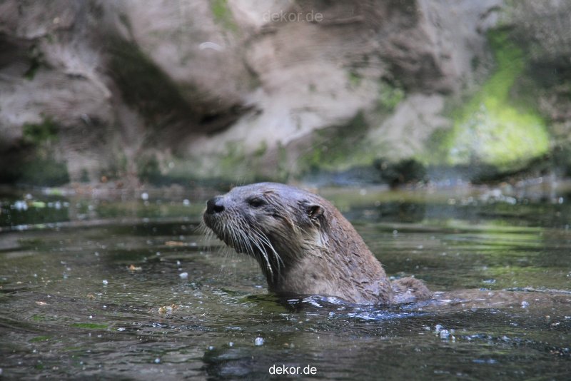 zoom-erlebniswelt-alaska-fischotter-004