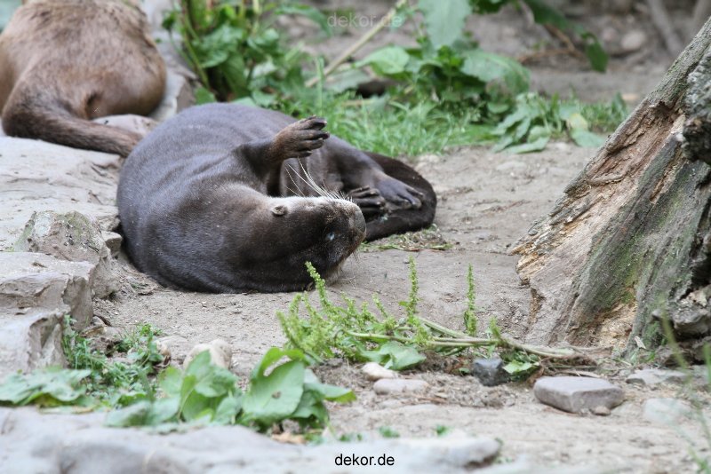 zoom-erlebniswelt-alaska-fischotter-008