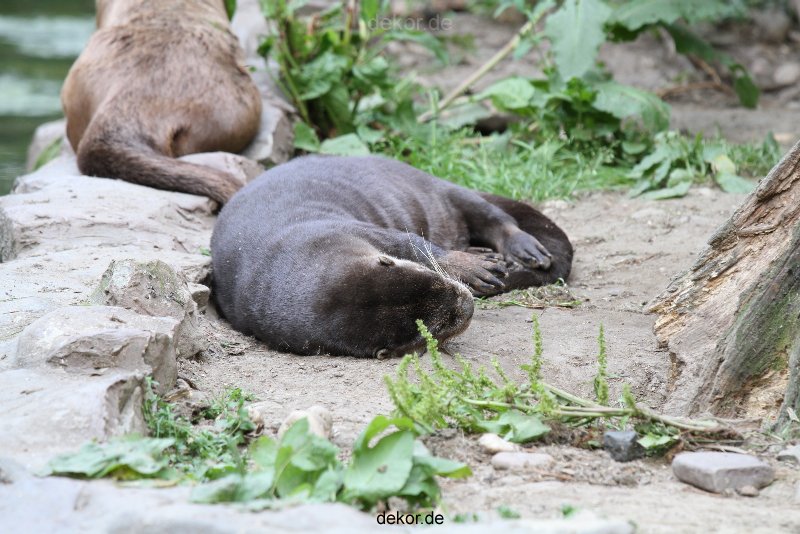 zoom-erlebniswelt-alaska-fischotter-009