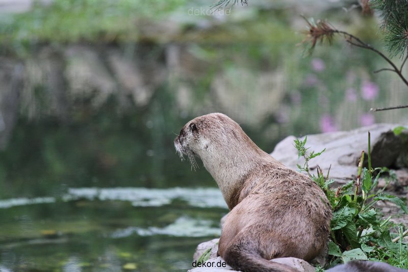 zoom-erlebniswelt-alaska-fischotter-010