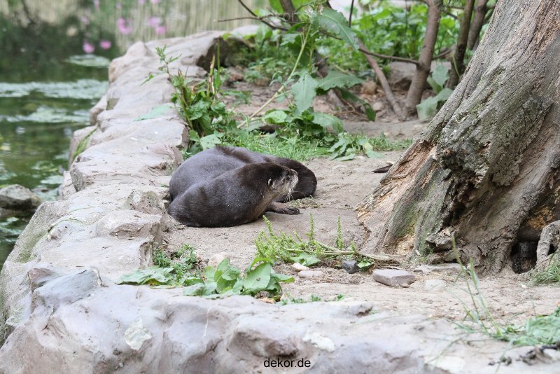 zoom-erlebniswelt-alaska-fischotter-014