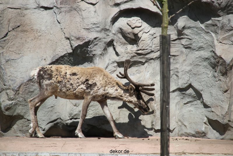 zoom-erlebniswelt-alaska-rentiere-001