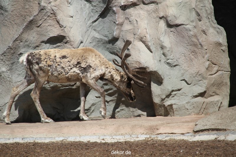 zoom-erlebniswelt-alaska-rentiere-002