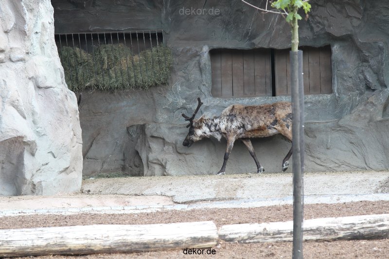 zoom-erlebniswelt-alaska-rentiere-005