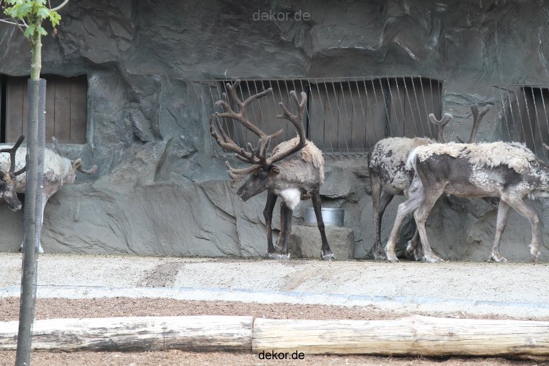 zoom-erlebniswelt-alaska-rentiere-006