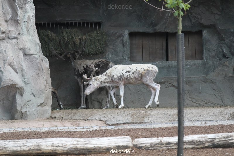 zoom-erlebniswelt-alaska-rentiere-007