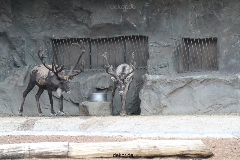 zoom-erlebniswelt-alaska-rentiere-008