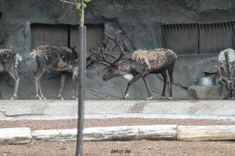 zoom-erlebniswelt-alaska-rentiere-010